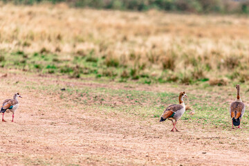 Egyptian Goose Mara River Maasai Mara National Game Reserve Park Savannah Grassland Great rift valley wilderness nature fauna wild wildlife Narok County Kenya East Africa landscapes safaris travels di