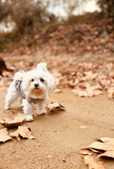 Small White Dog Walking Through Colorful Autumn Leaves on a Crisp Fall Day.