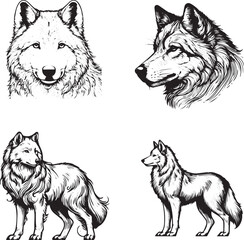 Powerful Wolf Illustrations: A Detailed Exploration of the Majestic Predator