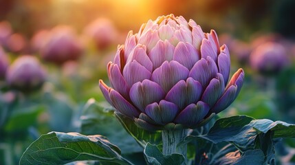 Close-up of a vibrant purple artichoke in a field at sunset.