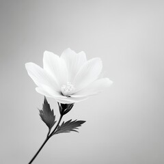 Obraz premium A delicate white flower stands out against a muted background, showcasing its elegant petals and slender stem.