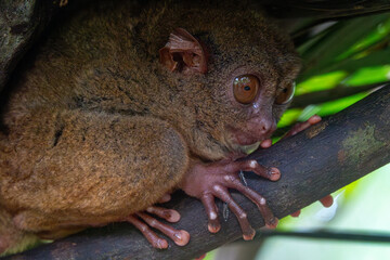 Endangered Tarsier in Bohol Tarsier sanctuary, Cebu, Philippines