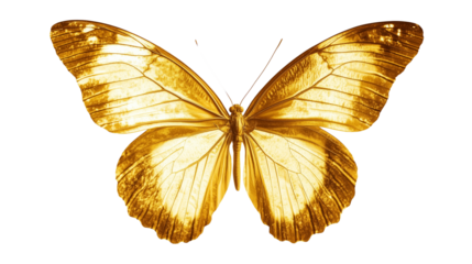 Golden butterfly with shimmering wings spread wide isolated on transparent background