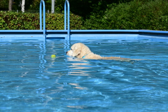 Im Schwimmbad. Heller Hund schwimmt im Wasserbecken im Freibad