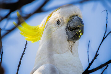 Portrait of a Sulphur-crested Cockatoo