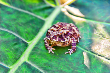 Ferguson's toad (Bufo fergusonii) in past Schneider's (dwarf) toad (Duttaphrynus scaber) amphibian