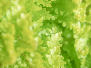 ネフロレピス スコッチモスのクローズアップ01