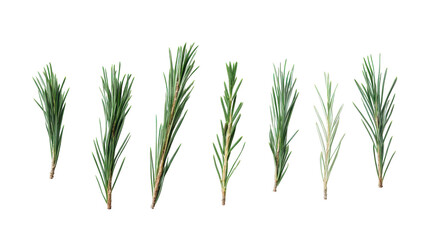 Fototapeta premium A Handful of Pine Needles Arranged Neatly for Decoration, Craft, and Natural Aesthetic Uses.