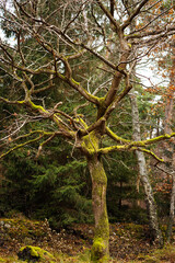 There is a bare tree with a mossy trunk in the park against the background of a green spruce. Close-up.