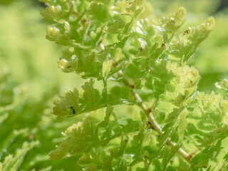 ネフロレピス スコッチモスのクローズアップ15