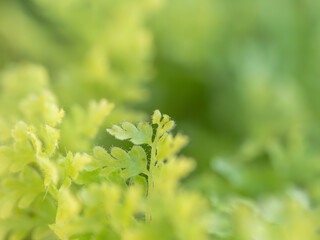 ネフロレピス スコッチモスのクローズアップ16