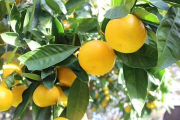 Ripe tangerines on tree branches. Photo taken in Abkhazia