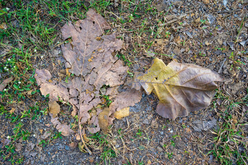 Dry leaves falling on the ground. brown teak leaves texture, autumn background, and Many dry leaves falling on the ground