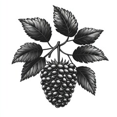 Fototapeta premium Monochrome illustration of a blackberry with leaves. (2)