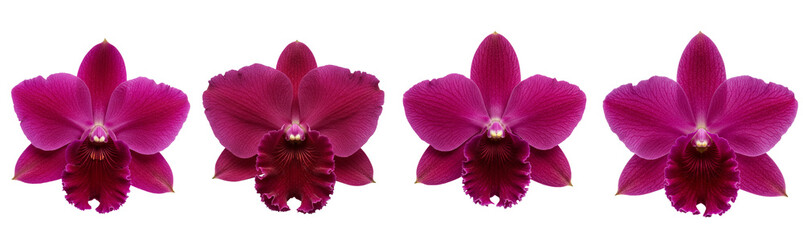 Fototapeta premium A breathtaking deep magenta orchid with translucent, ruffled petals, centered perfectly on a minimalist white surface 