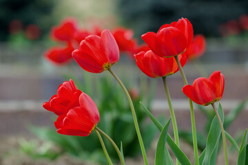 red tulip flowers blooming in the garden. april freshness. beautiful nature background in spring. closeup view. romance symbol