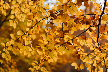 Golden Autumn Leaves in the Basque Country Forest