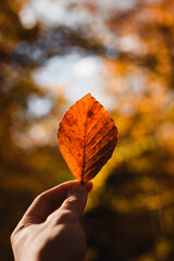 Hand holding a single autumn leaf in the Basque Country forest during fall season