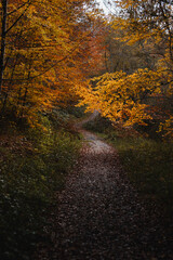 Obraz premium Vibrant golden forest path surrounded by autumn leaves in the Basque Country