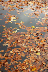 Autumn leaves on the surface of the water create an abstract pattern
