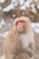 地獄谷に生息するニホンザル【長野県・地獄谷野猿公苑】