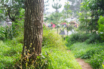 Background of branch tree with pathway to camping site with blurry background