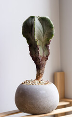Astrophytum myriostigma