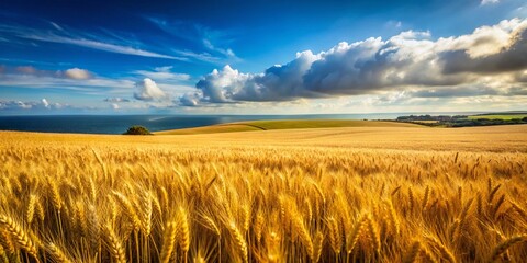 Ardmore Waterford Wheatfield Minimalist Summer