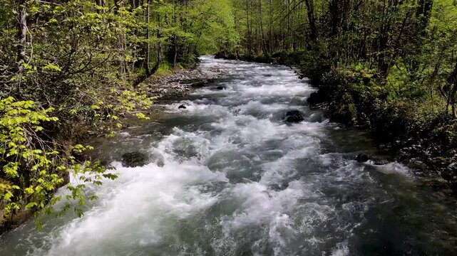 A footage of the river flowing through lush alder forests. Clean water source, clear waters.