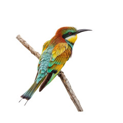 Obraz premium Vibrant Bee-eater Perched on Branch 