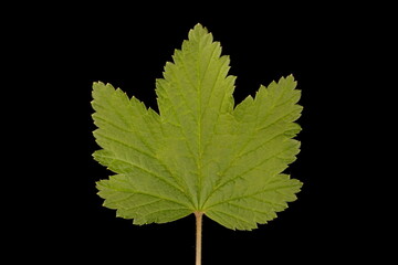 Red Currant (Ribes rubrum). Leaf Closeup