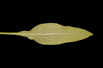 Hound's-Tongue (Cynoglossum officinale). Leaf Closeup