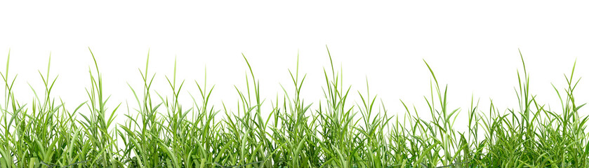 Border of green grass isolated on white background