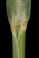 Switchgrass (Panicum virgatum). Ligule and Leaf Sheath Closeup