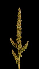 Green Amaranth (Amaranthus viridis). Terminal Inflorescence Closeup