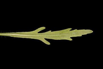 Flax-Leaf Fleabane (Erigeron bonariensis). Cauline Leaf Closeup