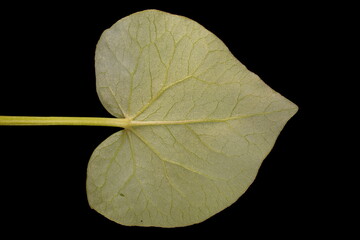 Buckwheat (Fagopyrum esculentum). Leaf Closeup