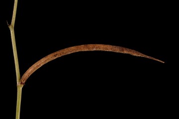 Fenugreek (Trigonella foenum-graecum). Mature Fruit Closeup