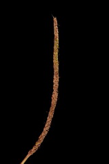 Sea Plantain (Plantago maritima). Mature Inflorescence Closeup