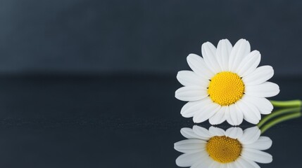 Obraz premium Delicate white daisy with a yellow center lies on a shiny surface reflecting its beauty, creating a tranquil and calm atmosphere