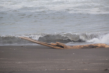 波打ち際の流木
