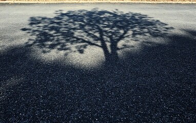 Tree shadow cast on asphalt pavement.