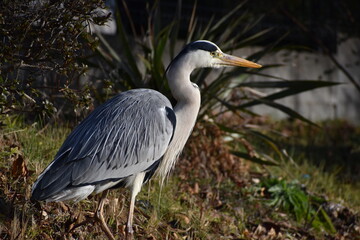 Bird Gray-33