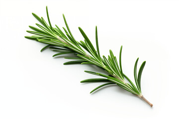 Fototapeta premium twig of fresh Rosemary Herb Isolated on White Background - Aromatic Culinary Ingredient