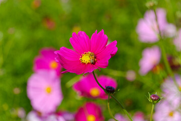 Fototapeta premium 蜂が訪れる鮮やかなピンクのコスモス