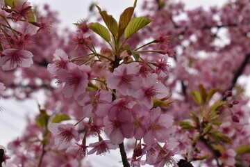 Flower Pink-9