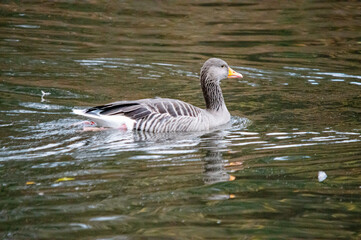 Graugans in ihrem natürlichen Lebensraum
