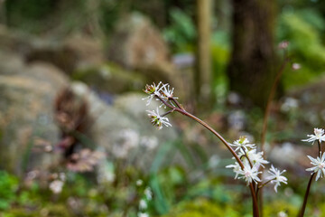 森林の中の白い小花