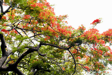 Flame tree (Delonix regia) flowers and leaves against the sky