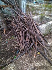Dry tree branches for firewood